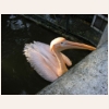 Розовый пеликан 519.jpg