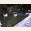 Пеликаны кудрявый и розовый 520.jpg
