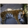 Уссурийский тигр 530.jpg