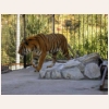 Суматранский  тигр 536.jpg