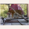 Суматранский тигр 538.jpg