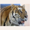 Суматранский тигр 541.jpg