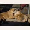 Влюбленные львы 546.jpg